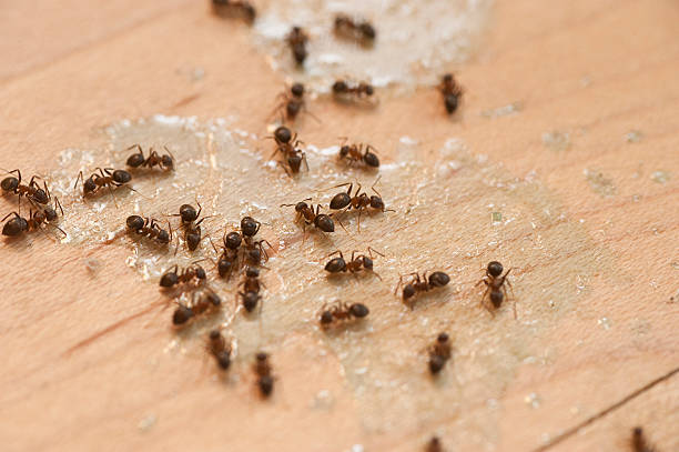 Best Pest Inspection Near Me  in Herlong, CA