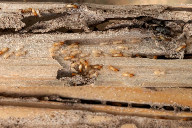 Best Wildlife Control Services  in Herlong, CA